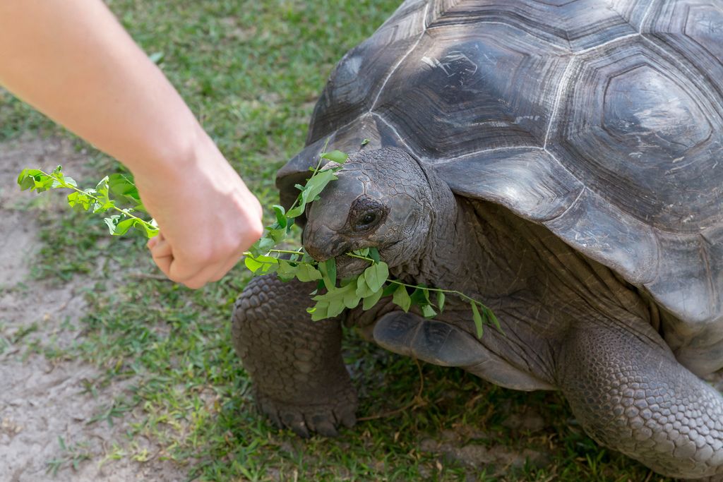 Aldabra-Riesenschildkröte isst Blätter bei Fütterung auf den Seychellen