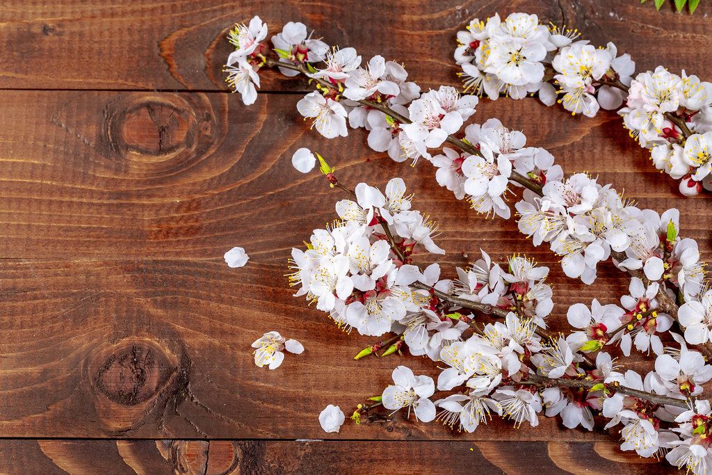 Aprikosenzweig mit Blüten auf einem Holzuntergrund