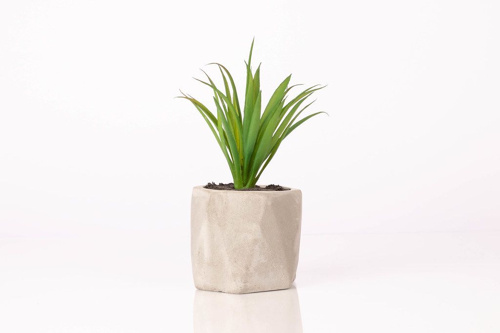 Artificial plant on white background (Flip 2019)