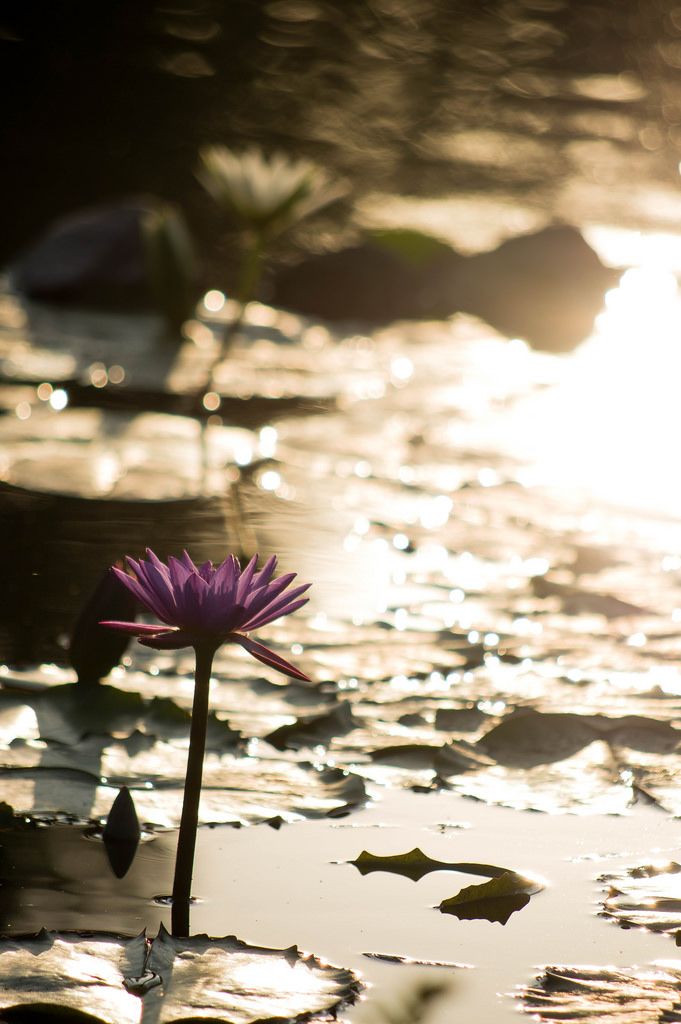 Backlit purple lake flower