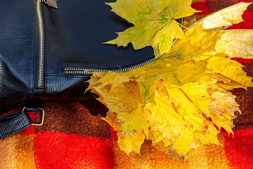 Backpack with autumn yellow maple leaves