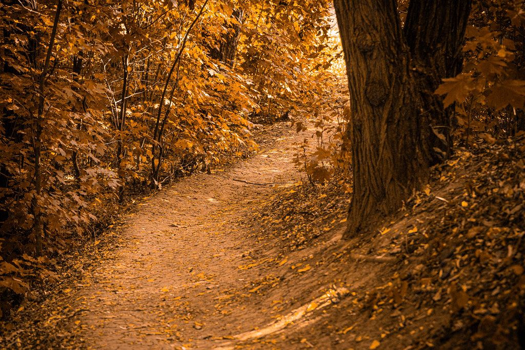 Beautiful Autumn Forest Landscape Path In The Forest Creative