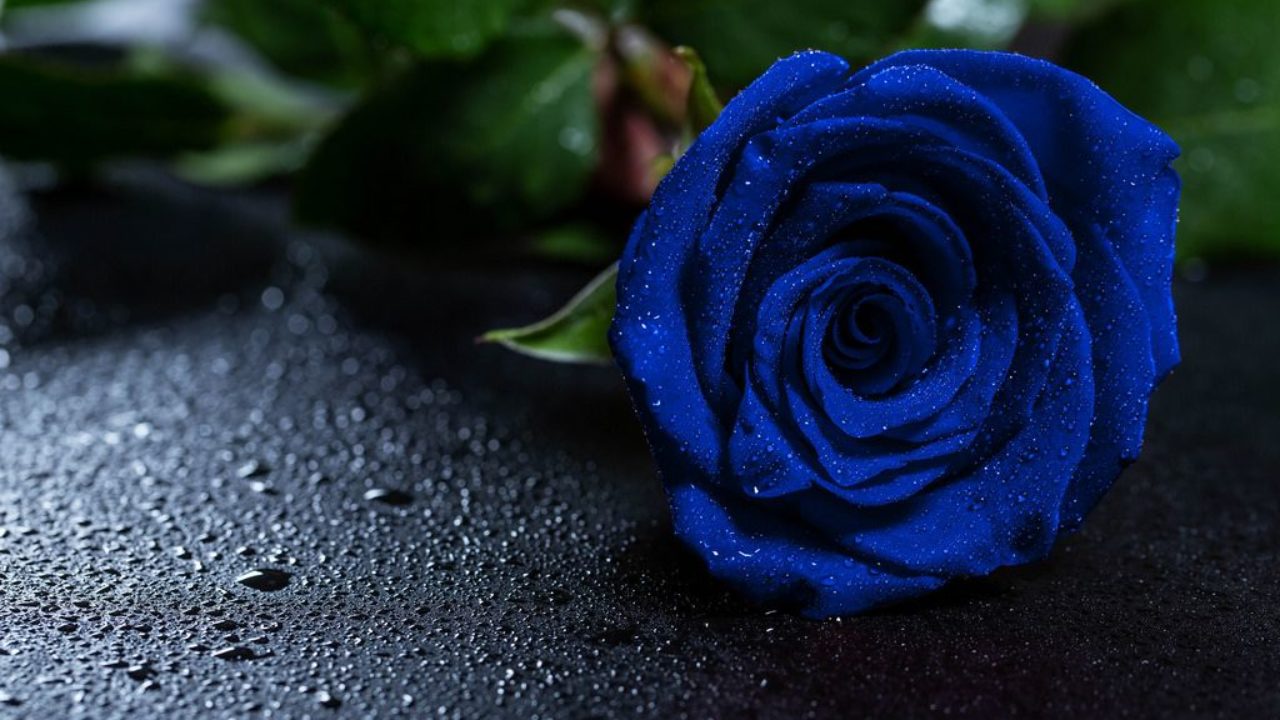 Beautiful blue rose with water drops Creative Commons Bilder