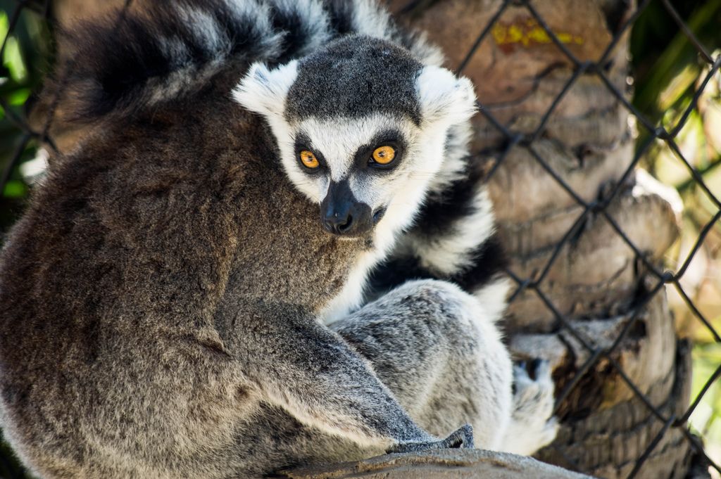 Beautiful lemur looking back (Flip 2019)