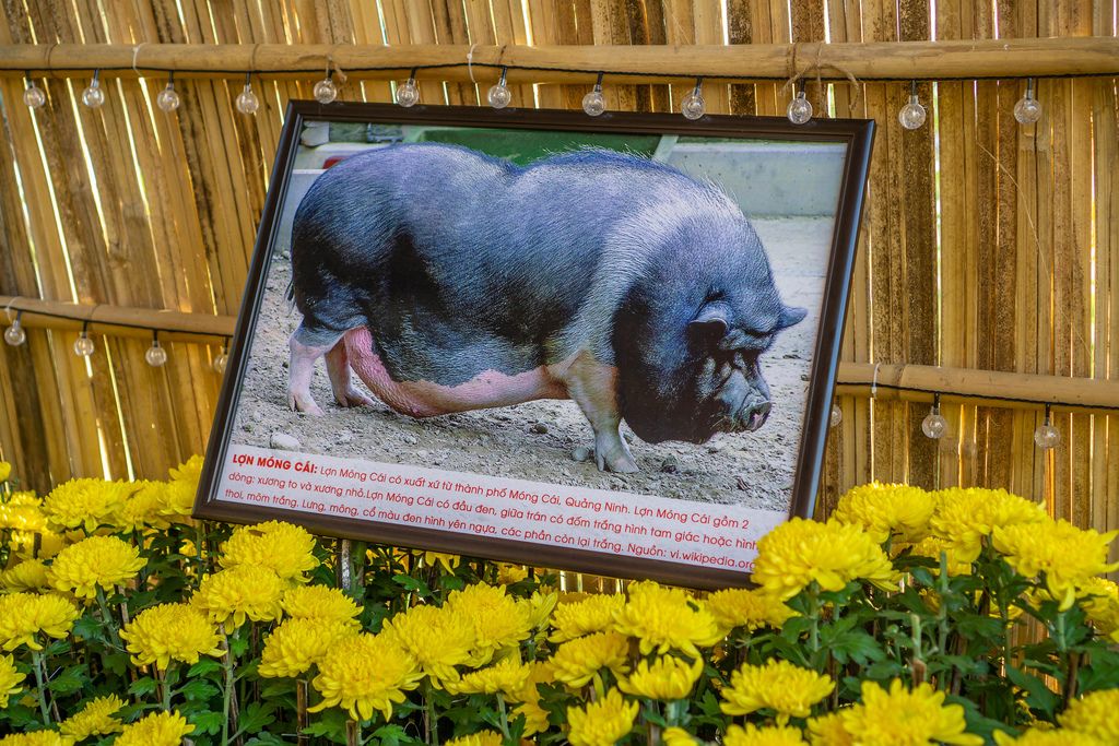 Bild eines Hängebauchschweins mit Beschriftung auf Blumen an Flower Street, Ho Chi Minh City, Vietnam