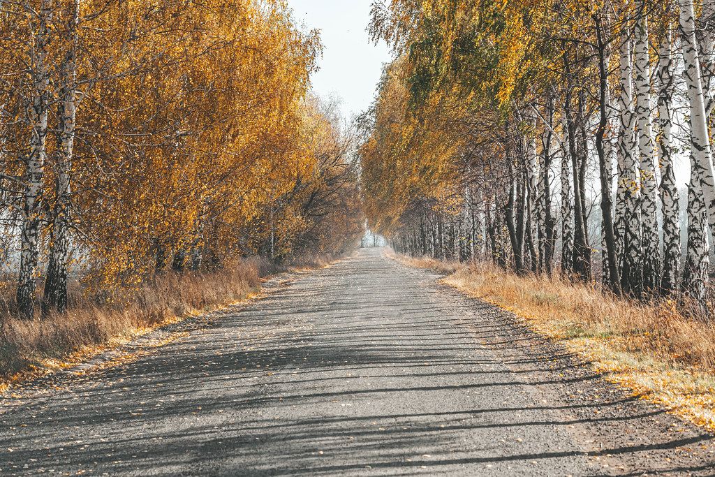 Birch trees with yellow leaves. Autumn road
