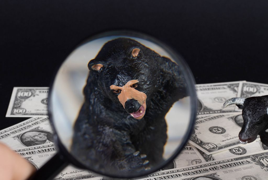 Black bear under magnifying glass
