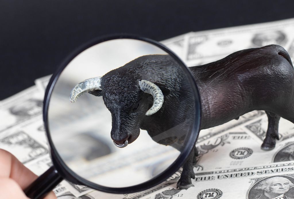 Black bulls face under magnifying glass