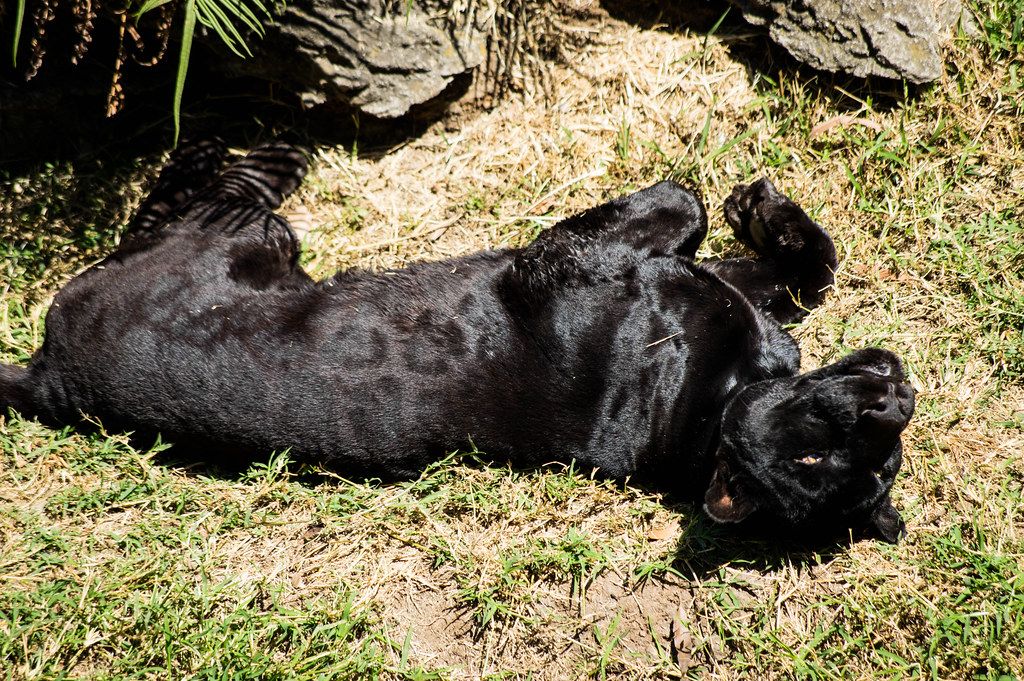 Black leopard playing on the grass (Flip 2019)