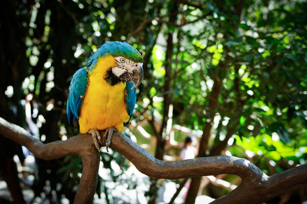 Blue and yellow macaw (Flip 2019) (Flip 2019) Flip 2019