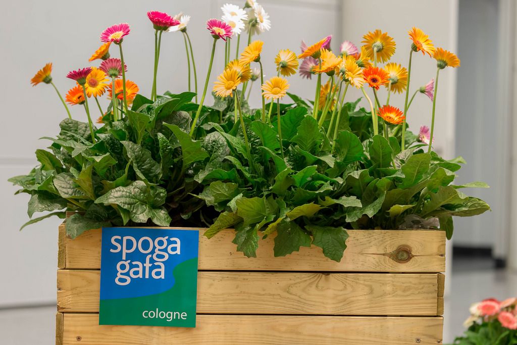 Blumenkasten am Eingang zur Messe Spoga + Gafa in Köln