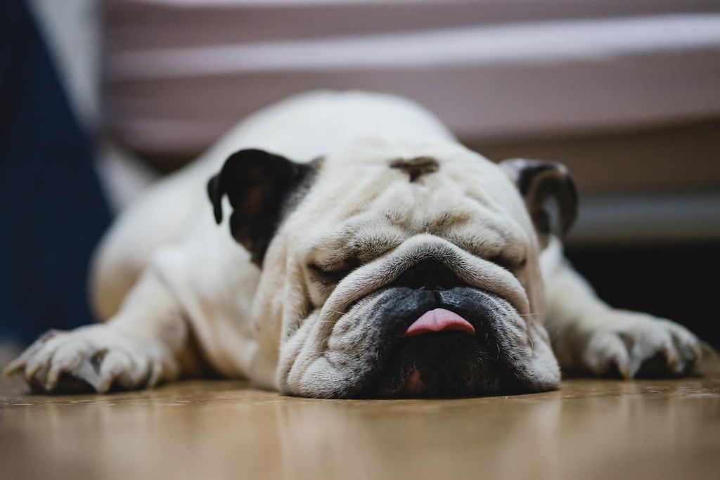 Bokeh Photo of Sleeping Bulldog laying on Room Floor