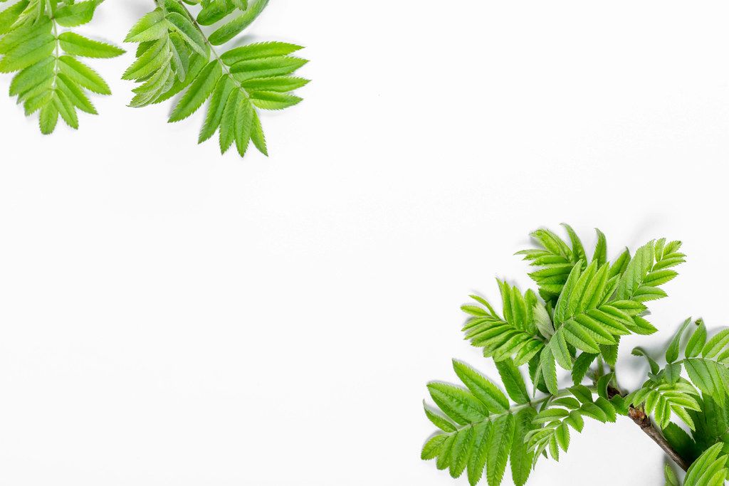 Branches with green leaves on a white background. Top view (Flip 2019)
