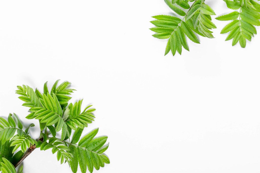 Branches with green leaves on a white background. Top view