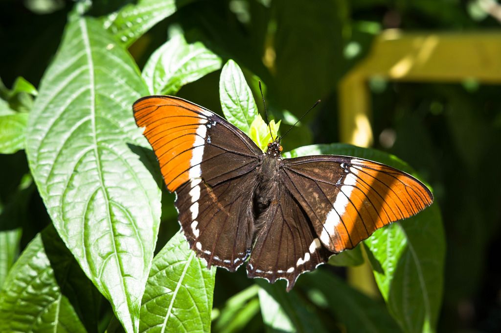 Braun-orangefarbener Schmetterling auf einem Blatt