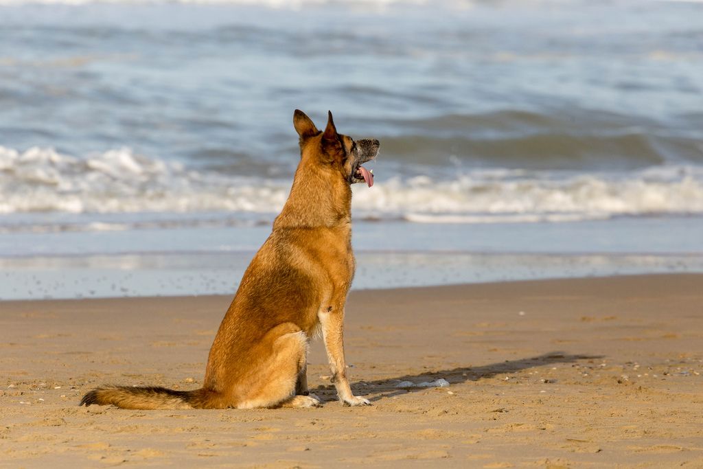 Brauner Hund sitzt hechelnd am Sandstrand und blickt aufs Meer