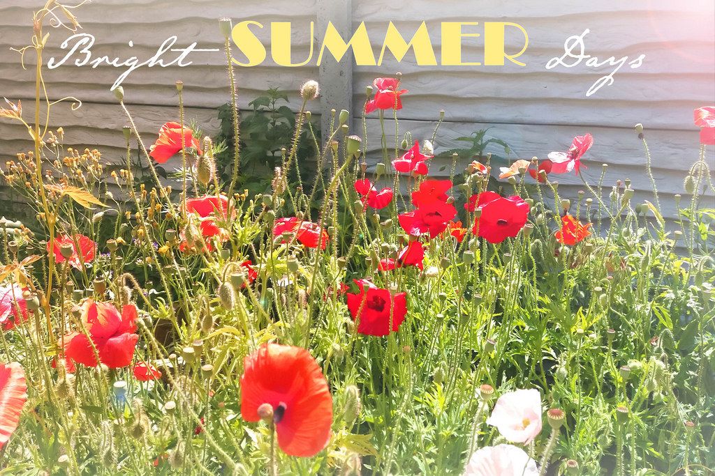 Bright summer days / Rote Mohnblumen auf der Wiese