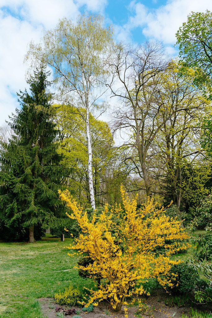 Bright yellow tree next to others in a park in Spring (Flip 2019)