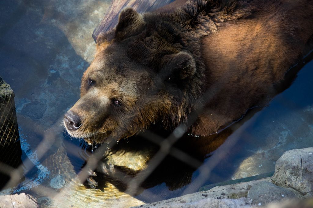 Brown bear in captivity