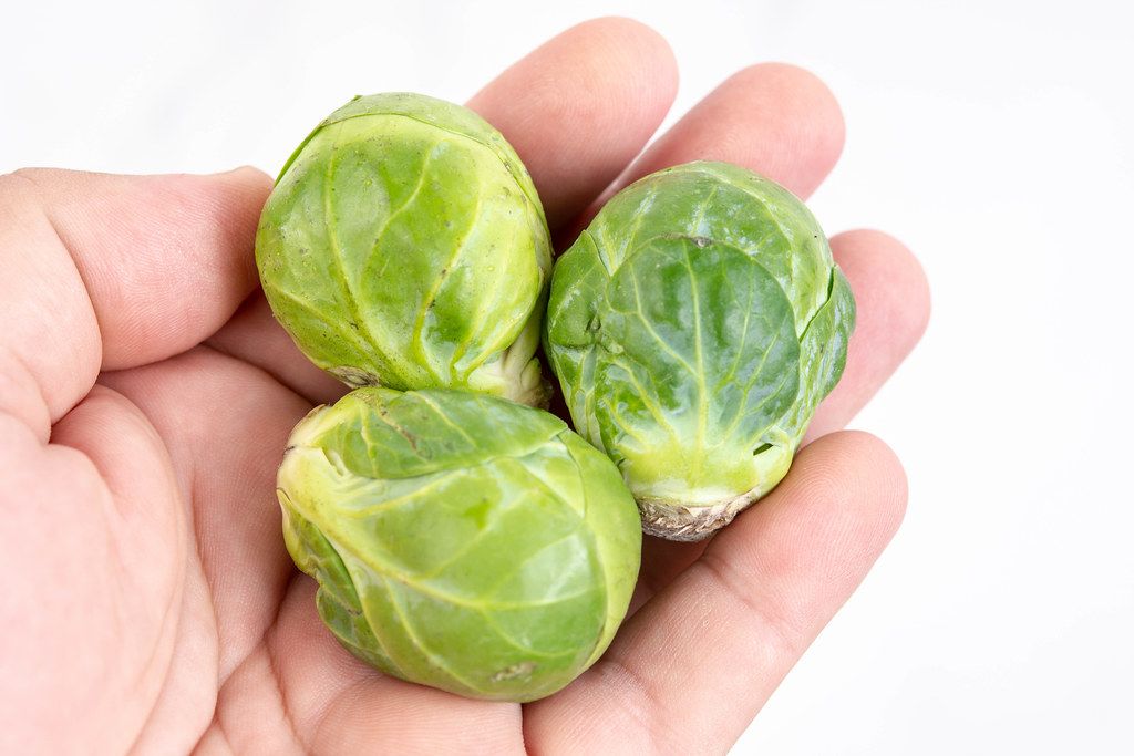 Brussel Sprouts in the hand above white background