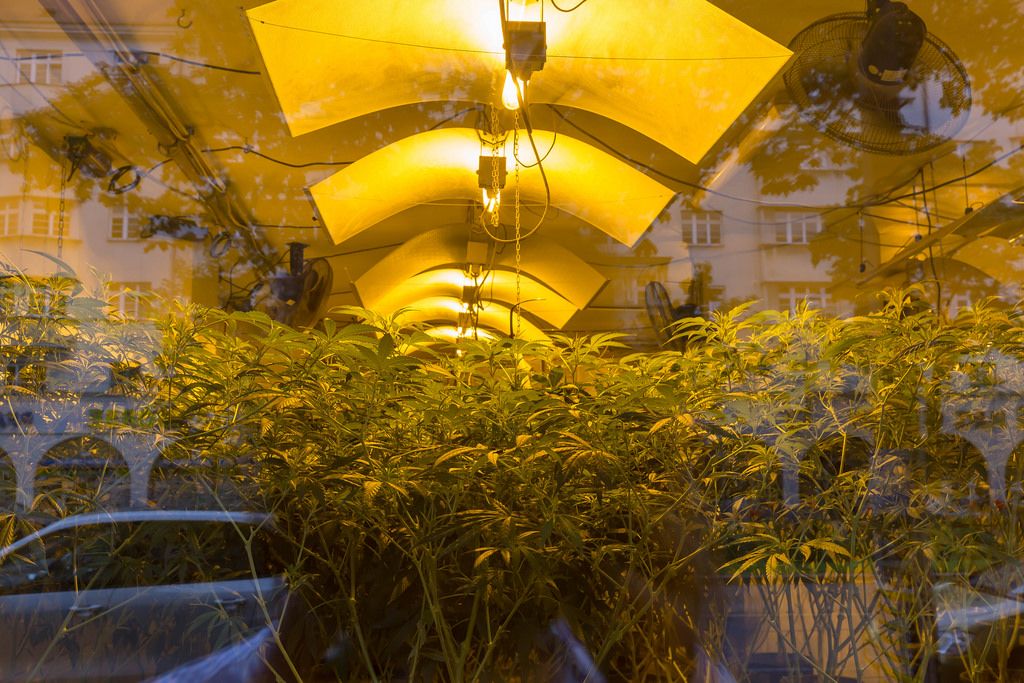 Cannabis im Schaufenster von Wunderbaum Expert in Wien