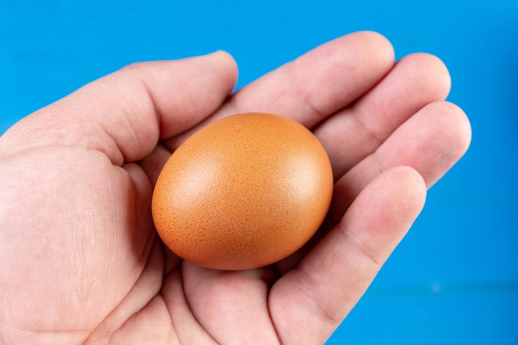 Chicken Egg in the hand