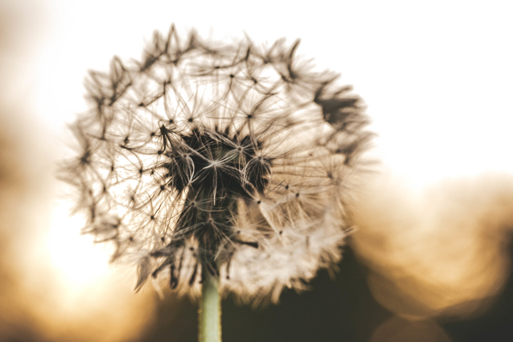 Close-up of a dandelion on a blurred bokeh background of a sunset