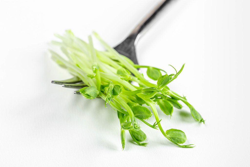 Close - up of a fork with fresh micro-green peas on a white background