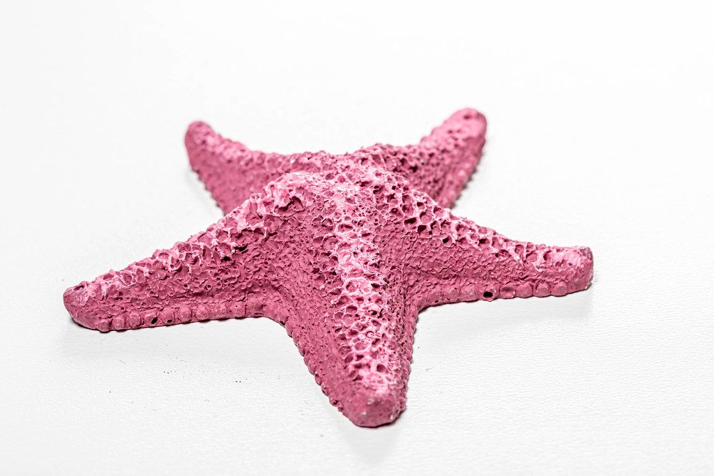 Close up of a lilac starfish on a white background (Flip 2019)