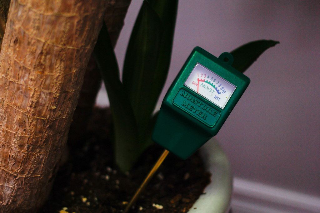 Close Up of a Moisture Meter in the Soil of a Plant to test the level of moisture