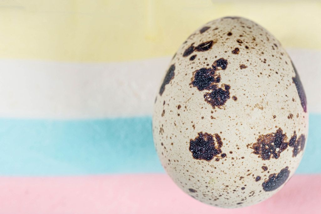 Close-up of a quail egg on a multicolored striped background