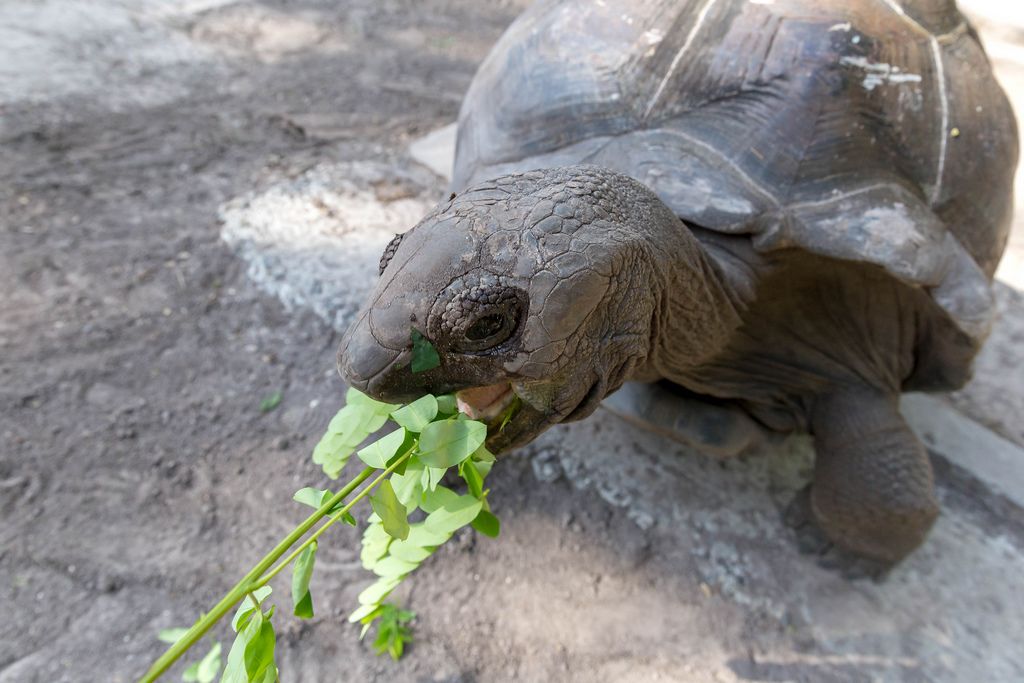 Close-Up of a Seychelles giant tortoise of the Aldabra Atoll eating green leaves with open mouth