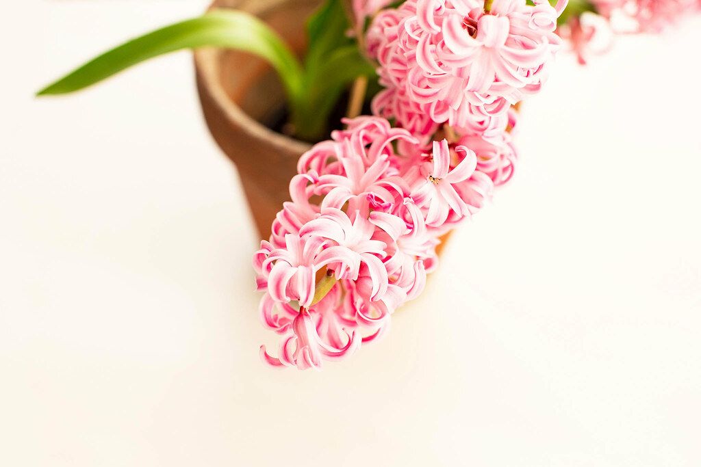 Close up of fresh pink hyacinth in a pot