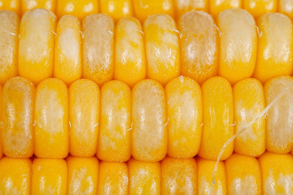 Close-up of young corn grains background