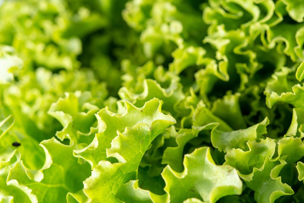 Closeup of Fresh Green Lettuce Salad (Flip 2019)