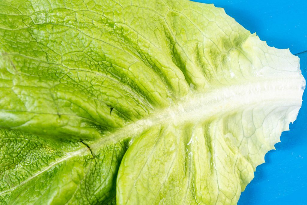 Closeup of Green Lettuce leaf on the blue background