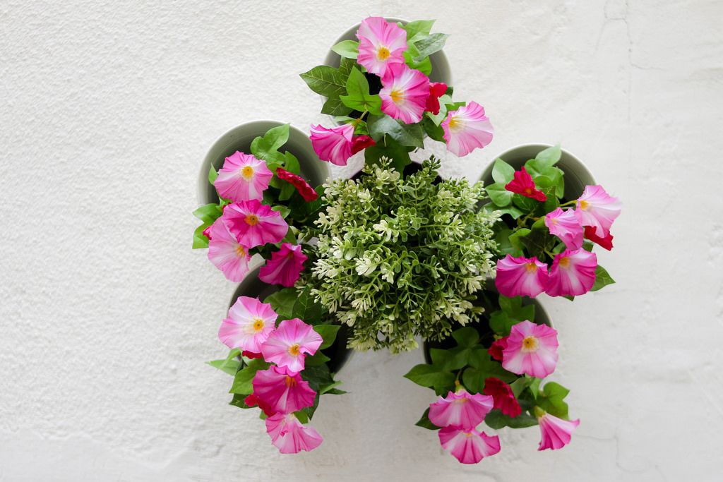 Colorful flowers pots hang onto the wall