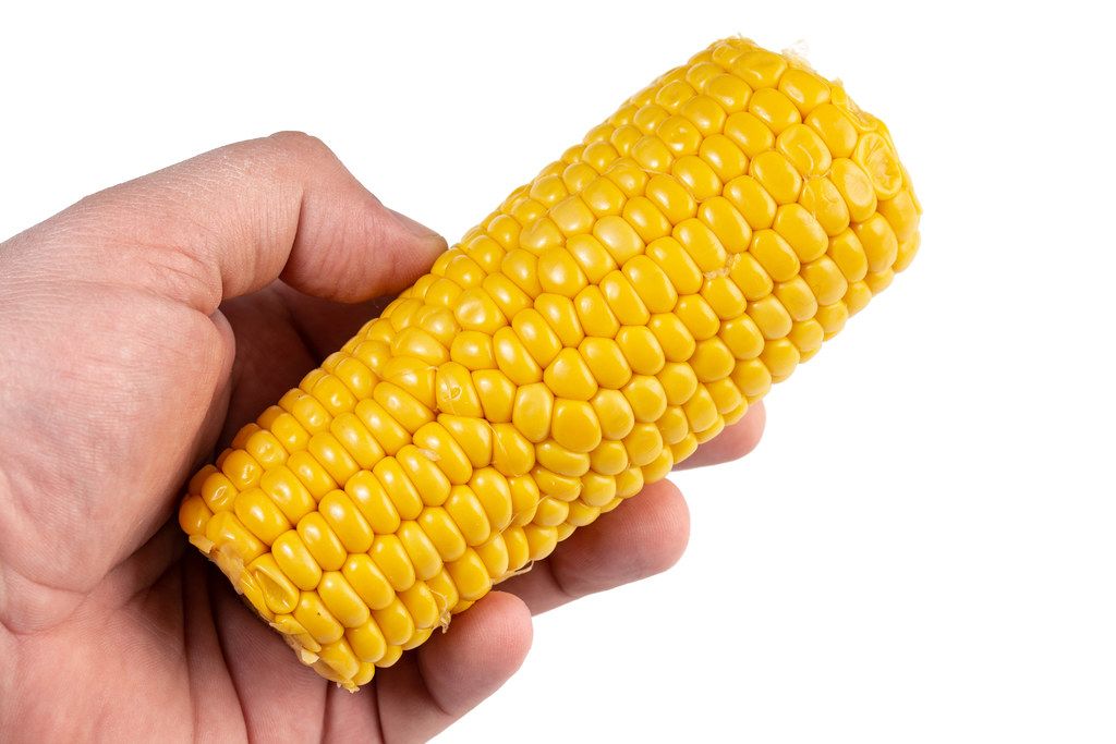Cooked Young Corn in the hand