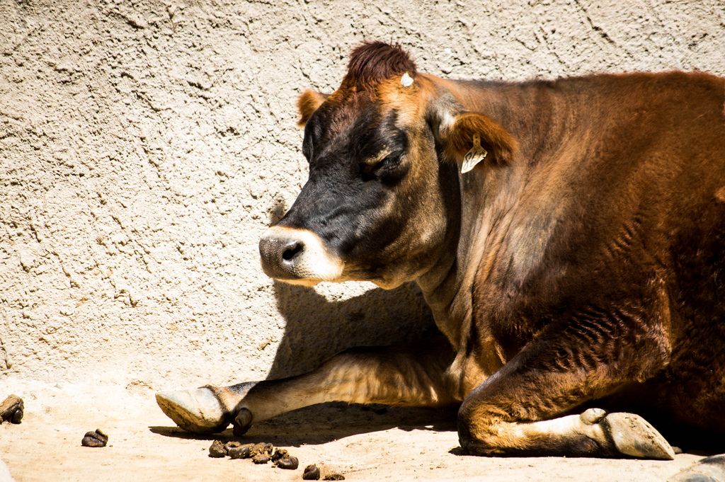 Cow taking a sunbath