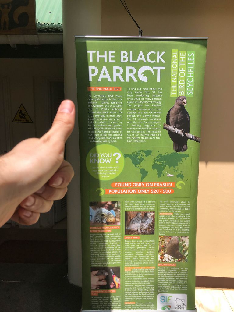 Description of the Seychelles Black Parrot in Grand'Anse Praslin, Seychelles