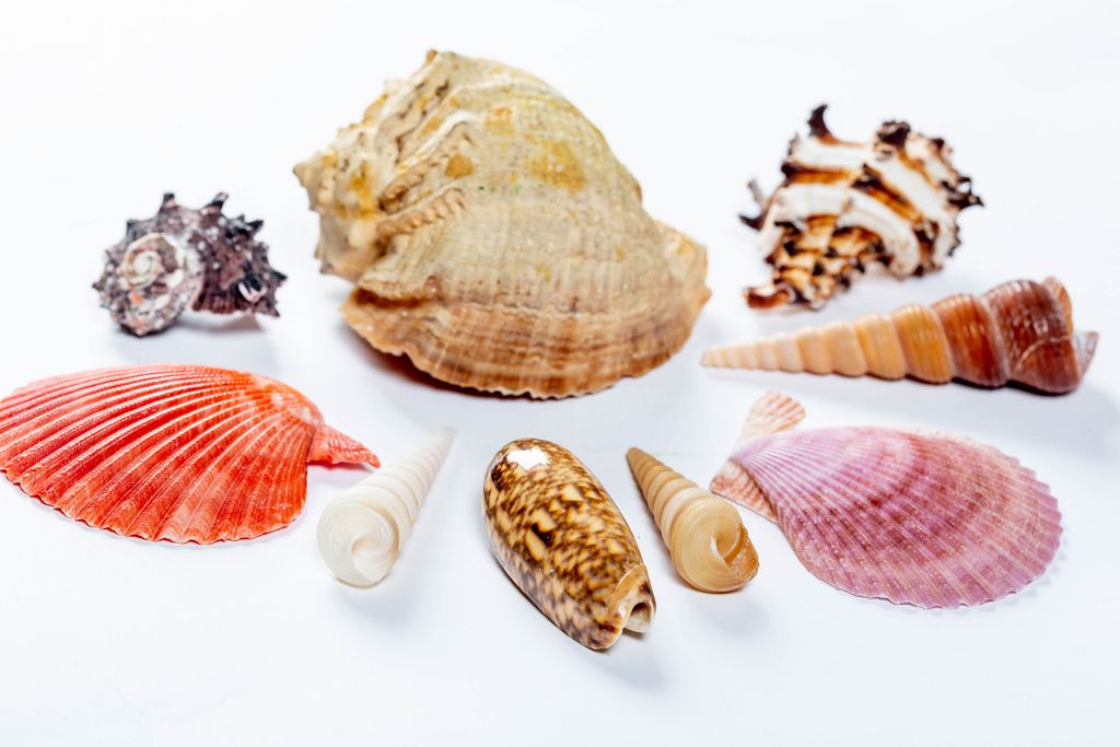 Different colors and shapes of sea shells