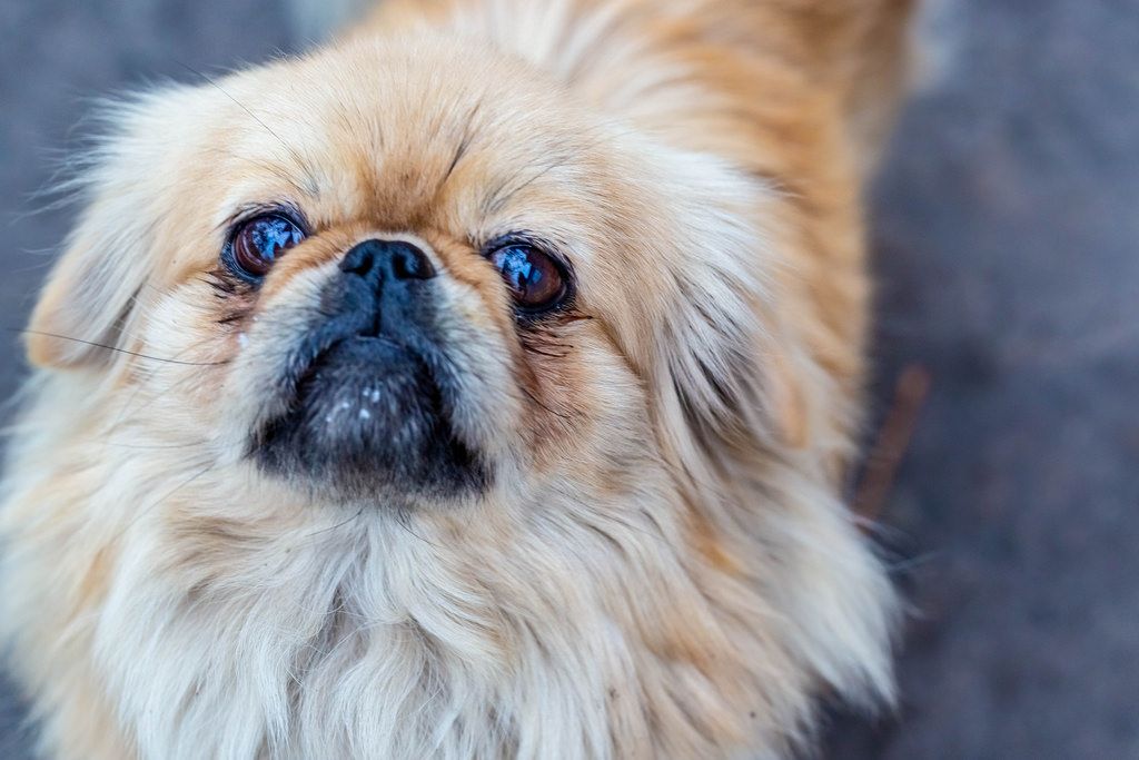 Dog breed Pekingese closeup