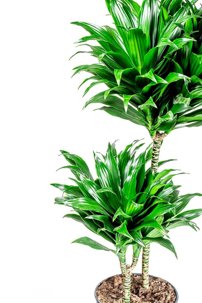 Dracaena plant on white background