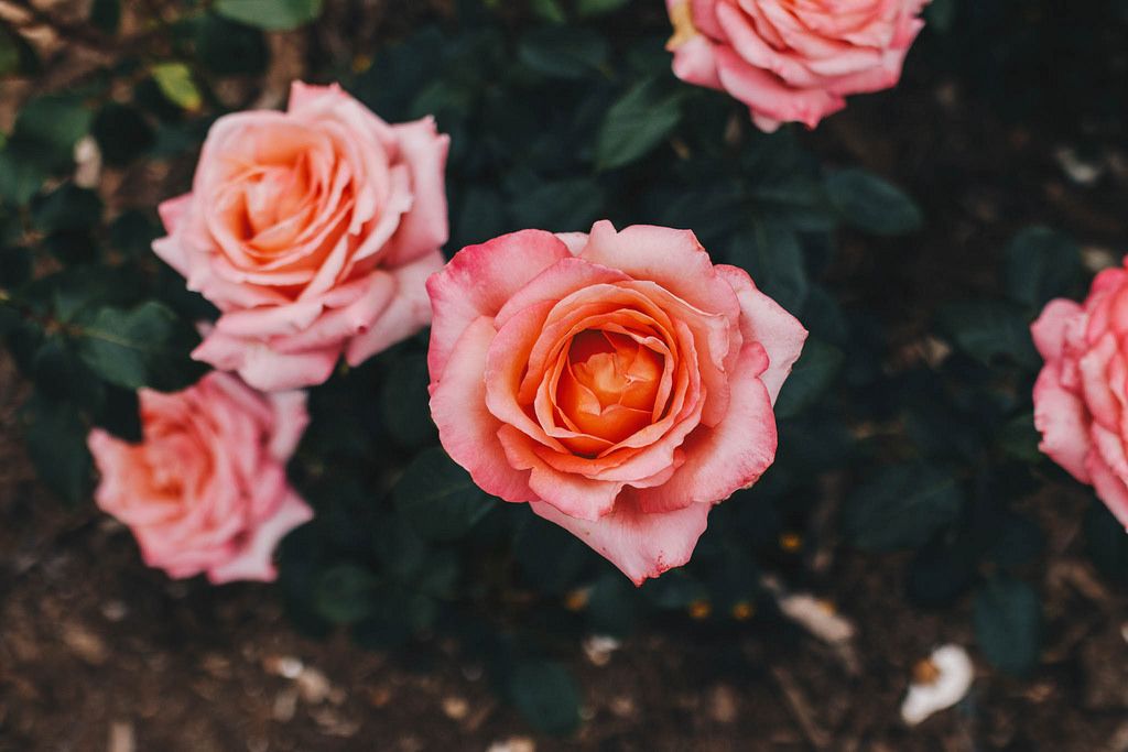 Draufsicht von rosafarbenen Rosen in einem botanischen Garten
