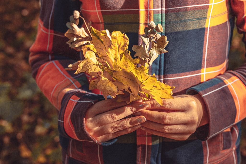 Dry leaves in the hands of the girl. The concept of autumn walks (Flip 2019)