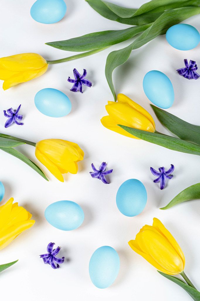 Easter background with blue eggs, yellow tulips and hyacinth flowers