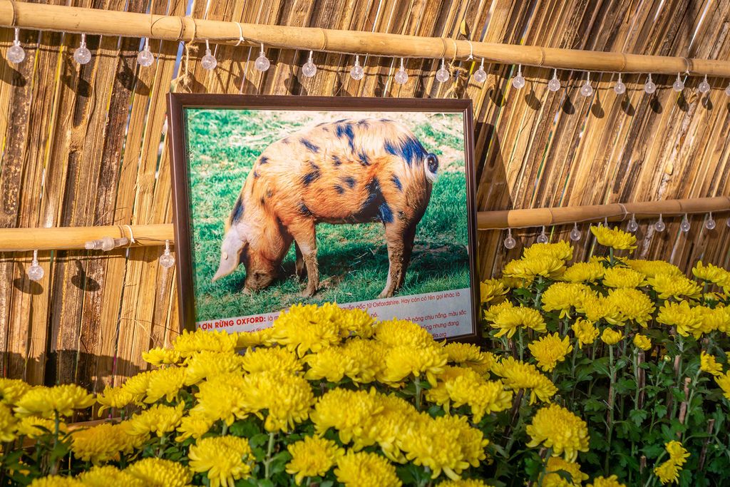 Eingerahmtes Bild eines gefleckten Schweins auf gelber Blumendekoration in Flower Street, Saigon