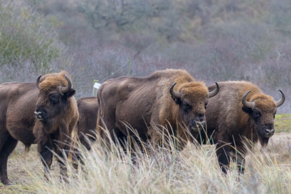 European bison stand peacefully side by side in the Zuid-Kennemerland National Park at Zandvoort, the Netherlands