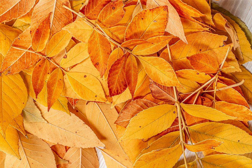 Fall yellow leaves autumn background (Flip 2019)