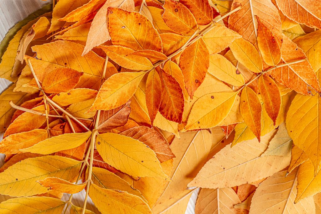 Fall yellow leaves autumn background
